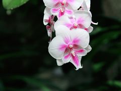 -北京植物园-展览温室