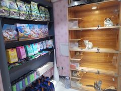 -喵百万·布偶·蓝金金渐层英短·猫舍(百子湾店)