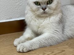 -1013 PET SHOP精品宠物商店(丁香店)