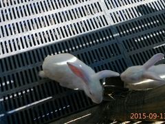 android_upload_pic-北京鹿世界主题园