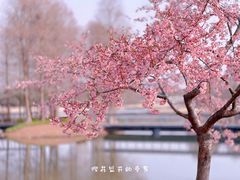 -上海辰山植物园