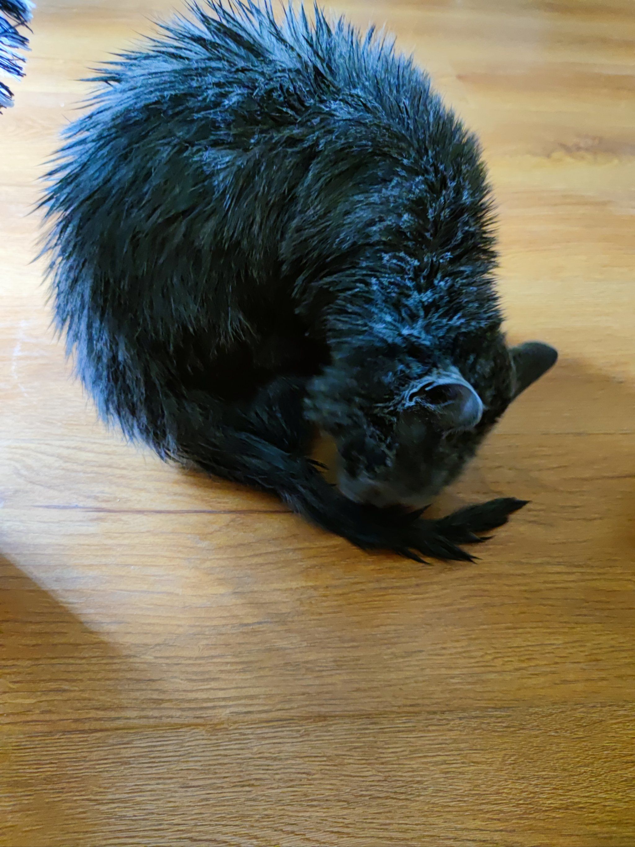 好大一只黑耗子