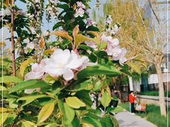 -元大都城垣遗址公园