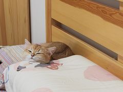 -伟伟宠物医院·CT影像中心·瑞派犬猫综合性门诊(汉口总院)