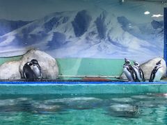 -重庆欢乐海底世界