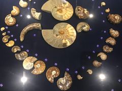 -青岛贝壳博物馆