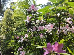 -铁山坪森林公园