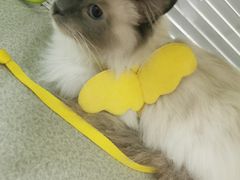 -美美宠物诊疗中心·异宠·骨科(滨江东信分院)