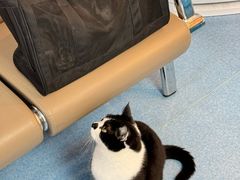 -万博宠物医院·手术·诊疗(未央凤城五路店)