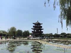 -荷花大观园