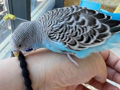 -怪兽屋·羊驼·猫咖·狗咖(俊华广场店)