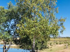 -塞罕坝国家级自然保护区