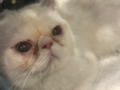 -伟伟宠物医院·CT影像中心·瑞派犬猫综合性门诊(汉口总院)
