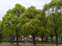-新江湾城公园