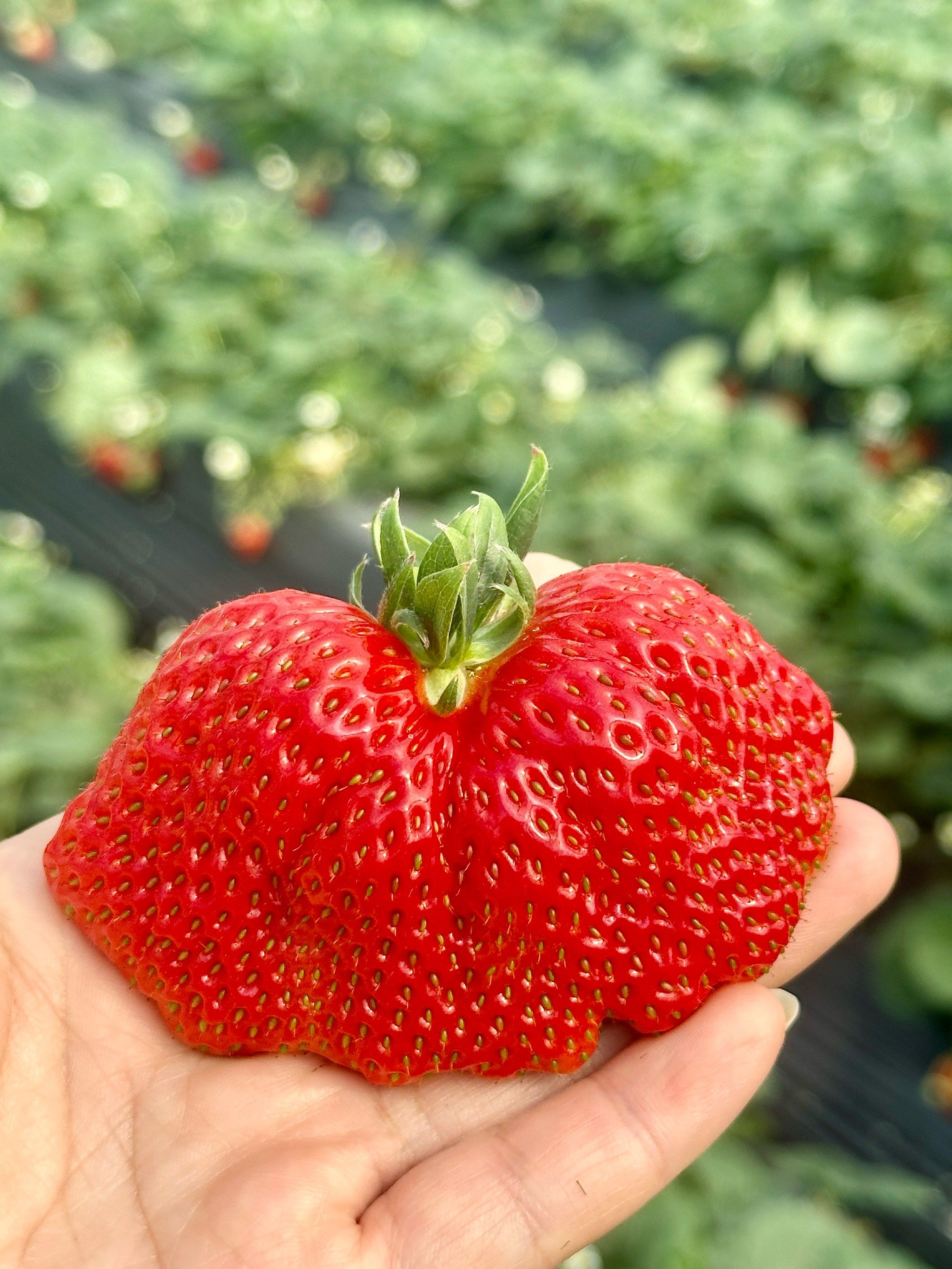 双胞胎草莓🍓没有最大,只有更大!