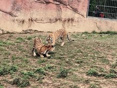 -无锡动物园·太湖欢乐园