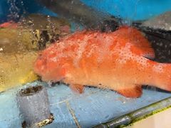 -原龙海鲜大排档(美食地标店)