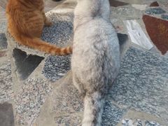 -喵屿·大理花园猫咖