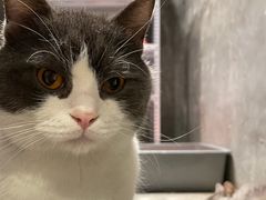 -猫儿山۰猫主题餐厅