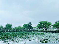 -无锡蠡湖国家湿地公园-蠡园