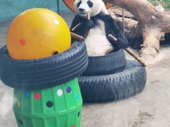 -石家庄市动物园