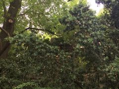 -王顺山国家森林公园