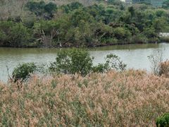 -华侨城湿地公园