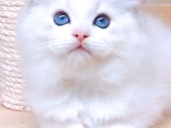 -十年猫舍·猫咪专门店(普陀店)