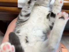 -喵zoo家庭繁育猫舍(尖东智能花园店)