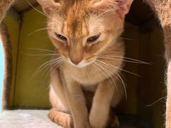-猫小院猫主题餐厅(三里屯店)