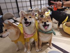 -逗柴咖啡屋·狗咖猫咖宠物桌游