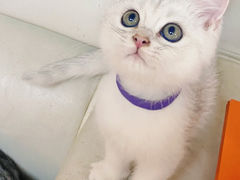 -lincat·猫舍(广州店)