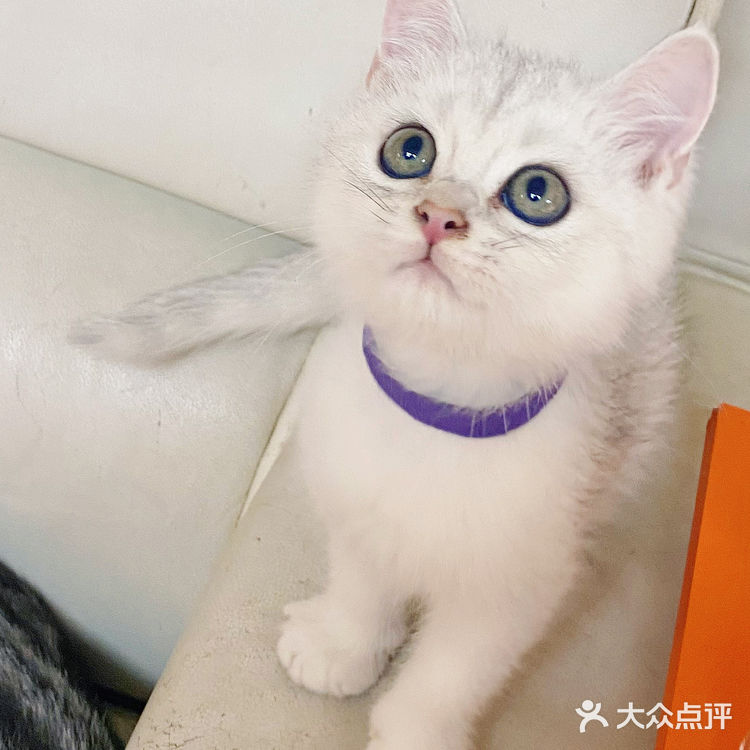 广州探店｜哇！银点简直就是我的梦中情猫啊！