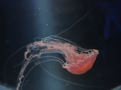 -欢乐海岸海洋奇梦馆