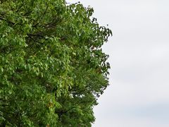-上海滨江森林公园