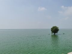 -合肥滨湖国家森林公园