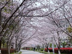 -高东镇樱花园