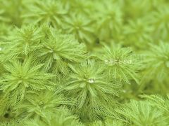 -南山植物园