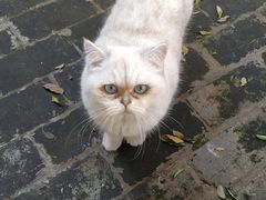 -喵屿·大理花园猫咖