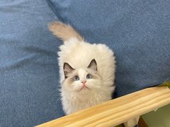 -猫十亿·布偶金渐层·曼基康矮脚猫舍(青年路店)