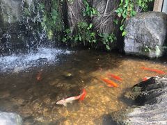 -深圳香格里拉酒店