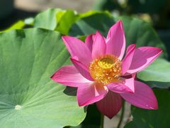 -莲花池公园