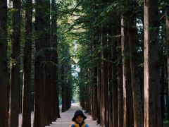 -日照海滨国家森林公园