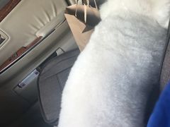 -Pets First伊珊娜洗护·精致美容·家庭式寄养(新会路店)