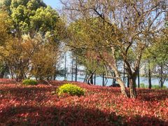 -金鸡湖桃花岛