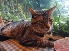 -海边的猫和咖啡馆