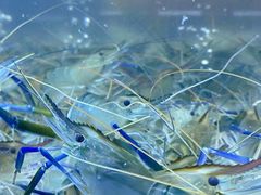 -白仁仔· 活烤海鲜 宵夜(豫园店)