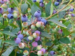 -金谷域澳洲庄园