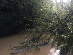 -怀托摩萤火虫洞