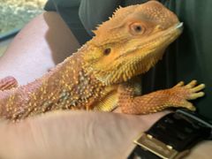 -帕帕拉兹宠物(亚洲旗舰店)